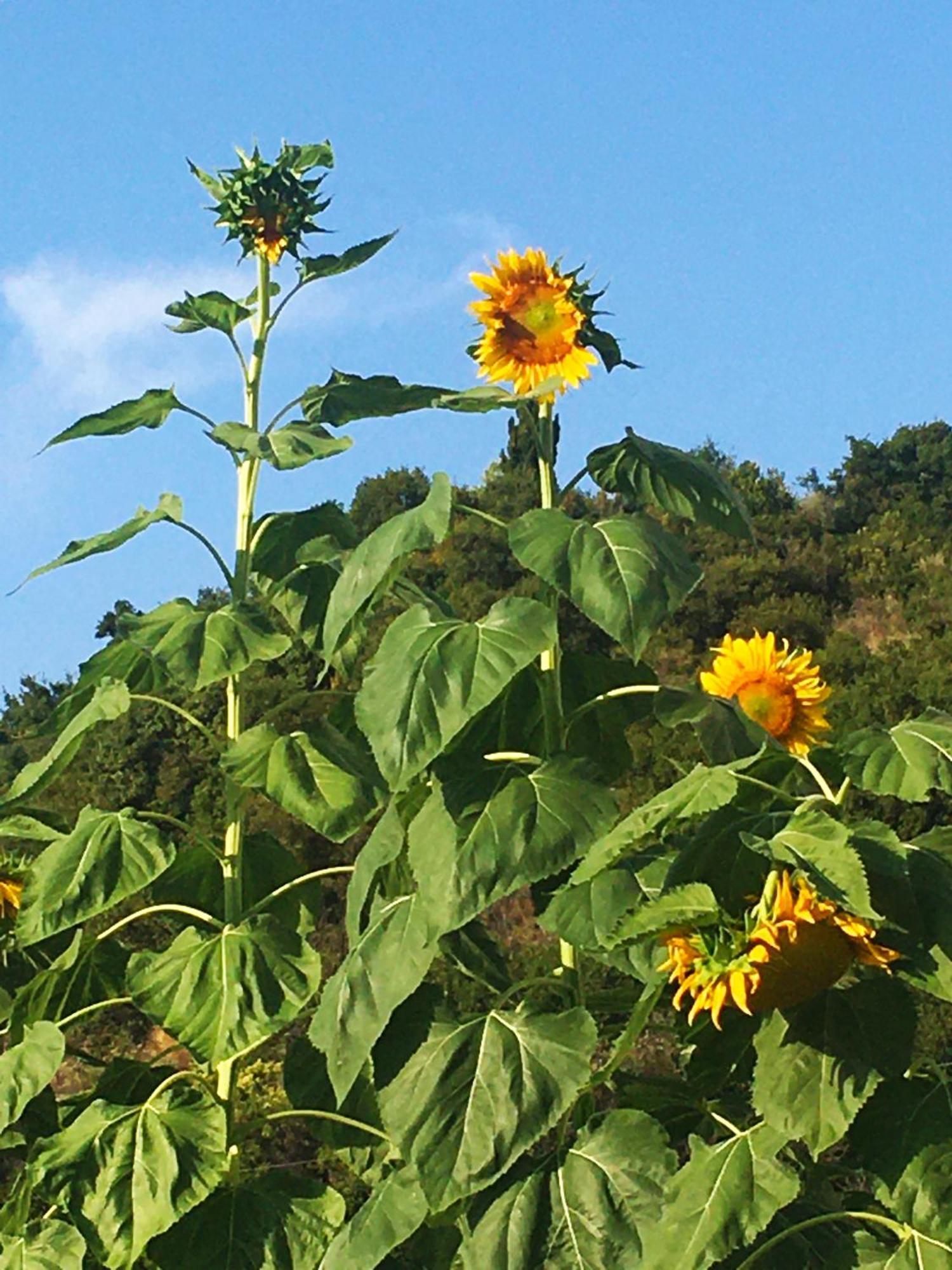 Sunflower Himara エクステリア 写真