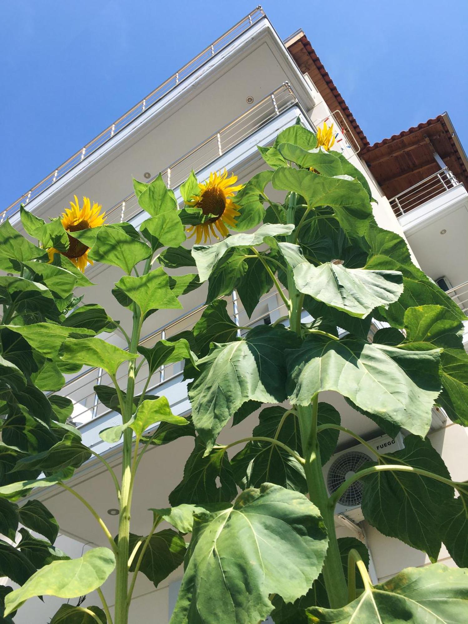 Sunflower Himara エクステリア 写真