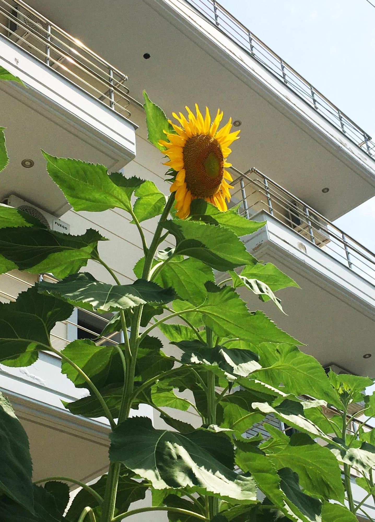 Sunflower Himara エクステリア 写真